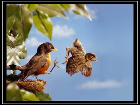 Birds first flight RAW Barbell Store